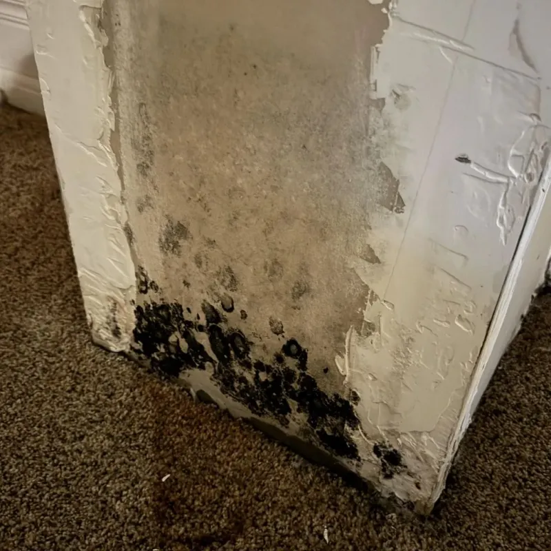 Professional Mold Removal in Webster, SD